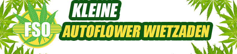 Kleine autoflower planten