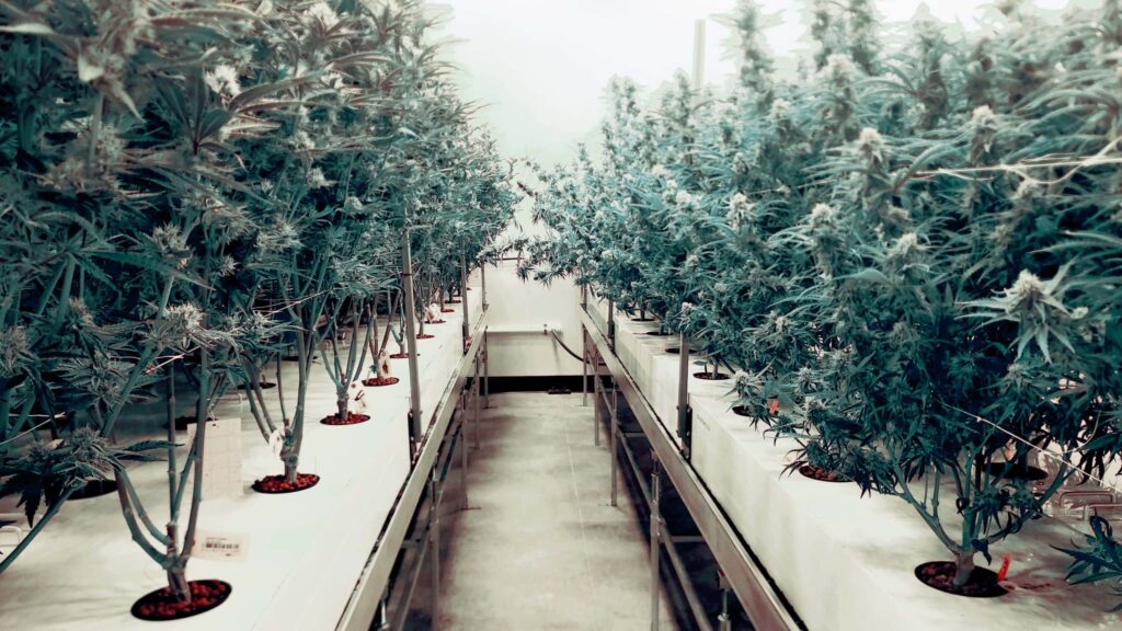 Was ist Aeroponics-Anbau? 2 aeroponics kweken met wiet