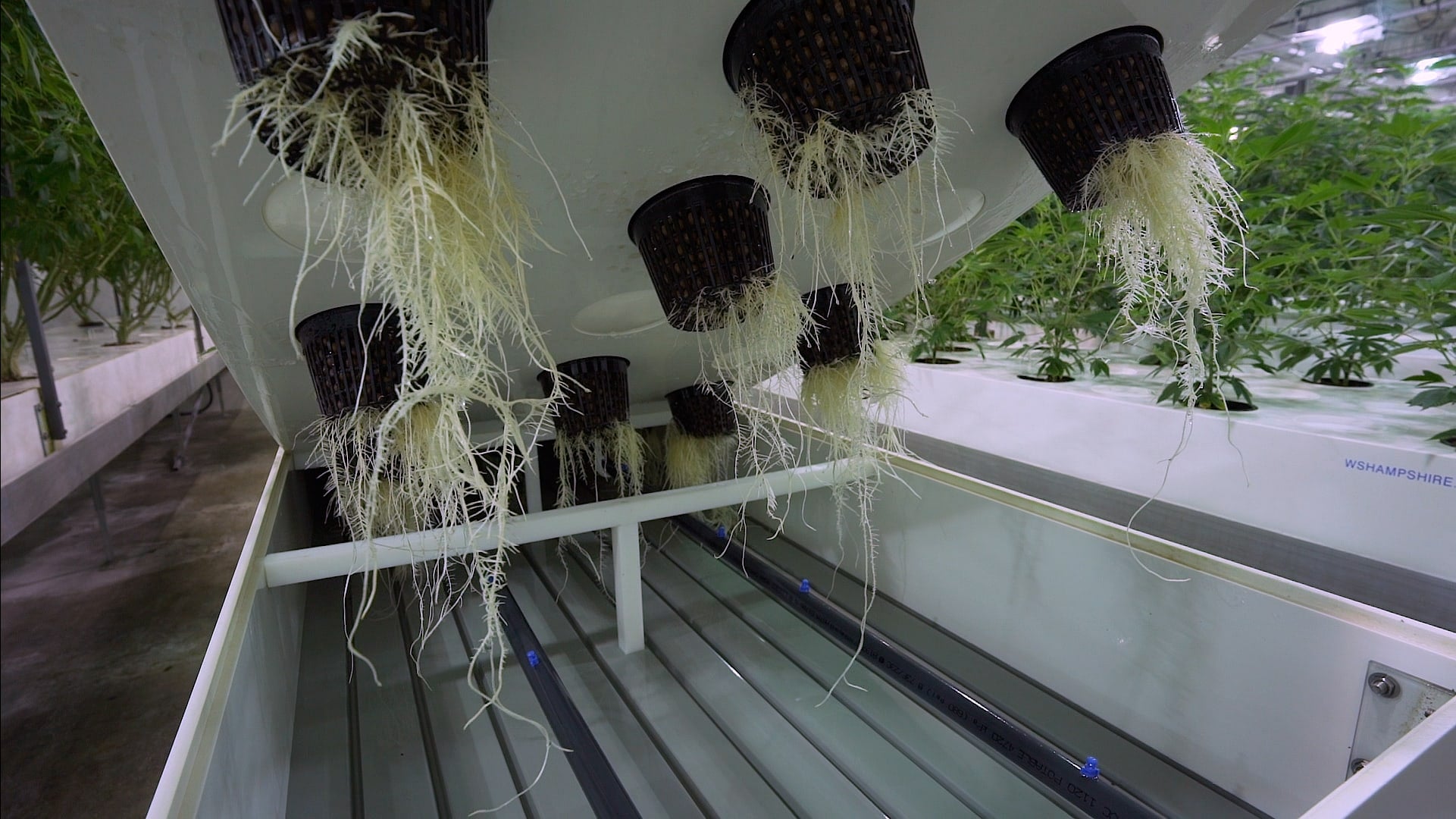 Aeroponics Anbau