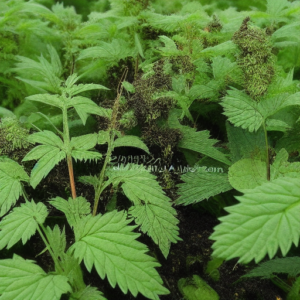Warum sind Brennnesseln gut für deine Cannabispflanze? 3 Warum sind Brennnesseln für deine Cannabispflanze?