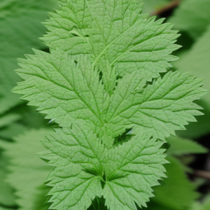 Warum sind Brennnesseln gut für deine Cannabispflanze? 1 Warum sind Brennnesseln gut für deine Cannabispflanze?