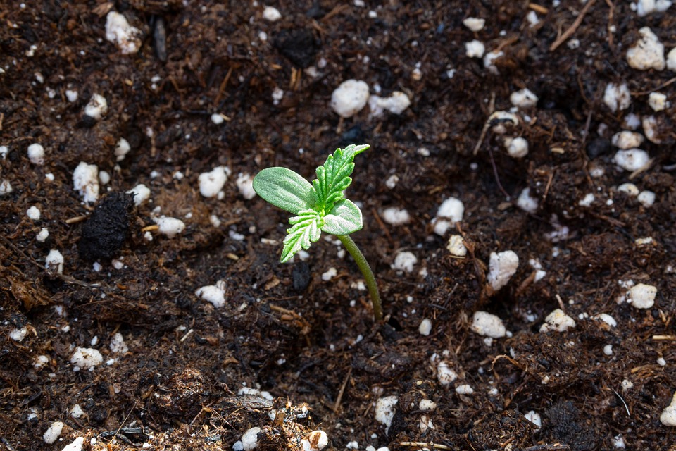 Cannabis auf Erde anbauen oder auf Kokos?