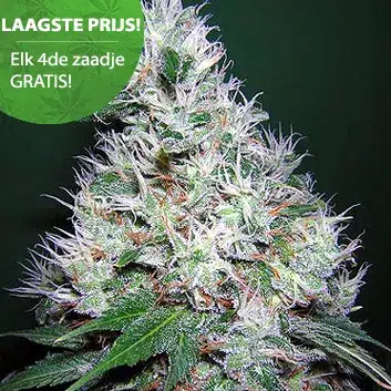 Cannabis anbauen für Anfänger 10 Bubblegum Autoflower Cannabis Samen