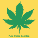 Indica Cannabis Samen