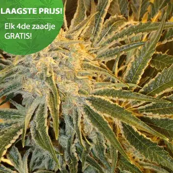 Top 5 Haze Sorten 5 Northern Light Haze Cannabis Samen