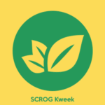 SCROG-Anbau