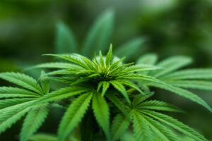 Cannabis Samen kaufen in Groningen - Wietzaden kopen - Voor buiten of binnen | 4 HALEN, 3 BETALEN