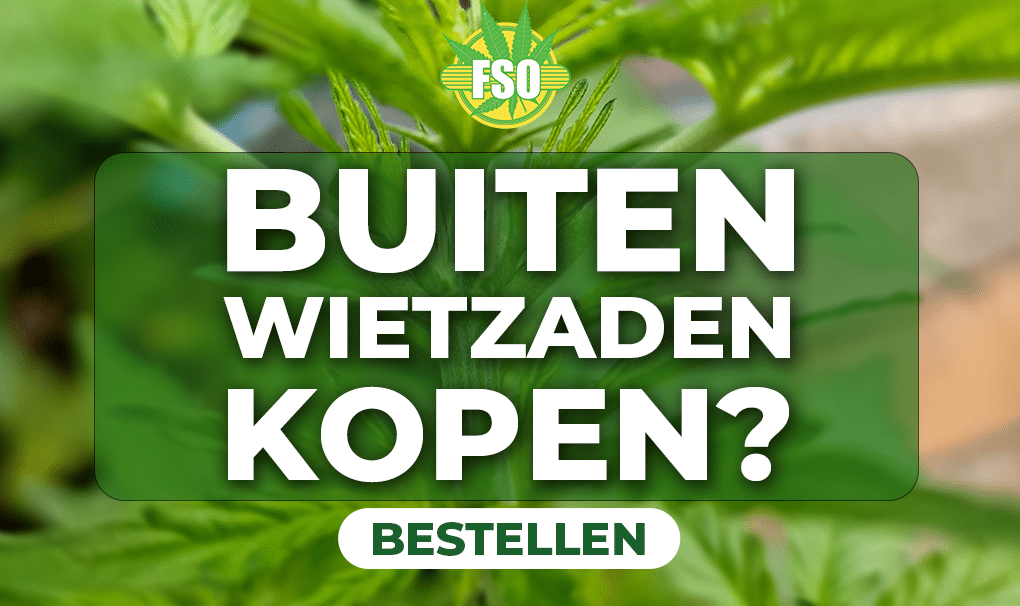 TIPPS ZUM ANBAU VON OUTDOOR-CANNABIS buiten wietzaden kopen