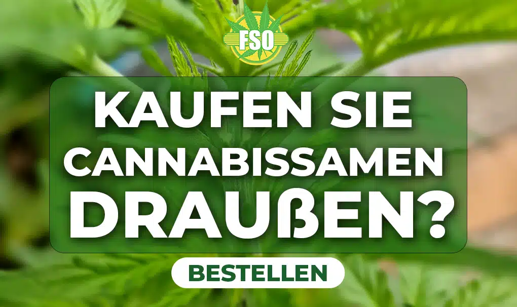 Kaufen Sie Cannabissamen draußen