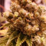 AMG Haze Cannabis Samen 1