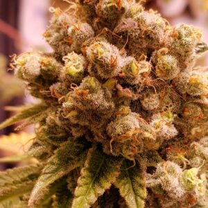 AMG Haze Cannabis Samen 1