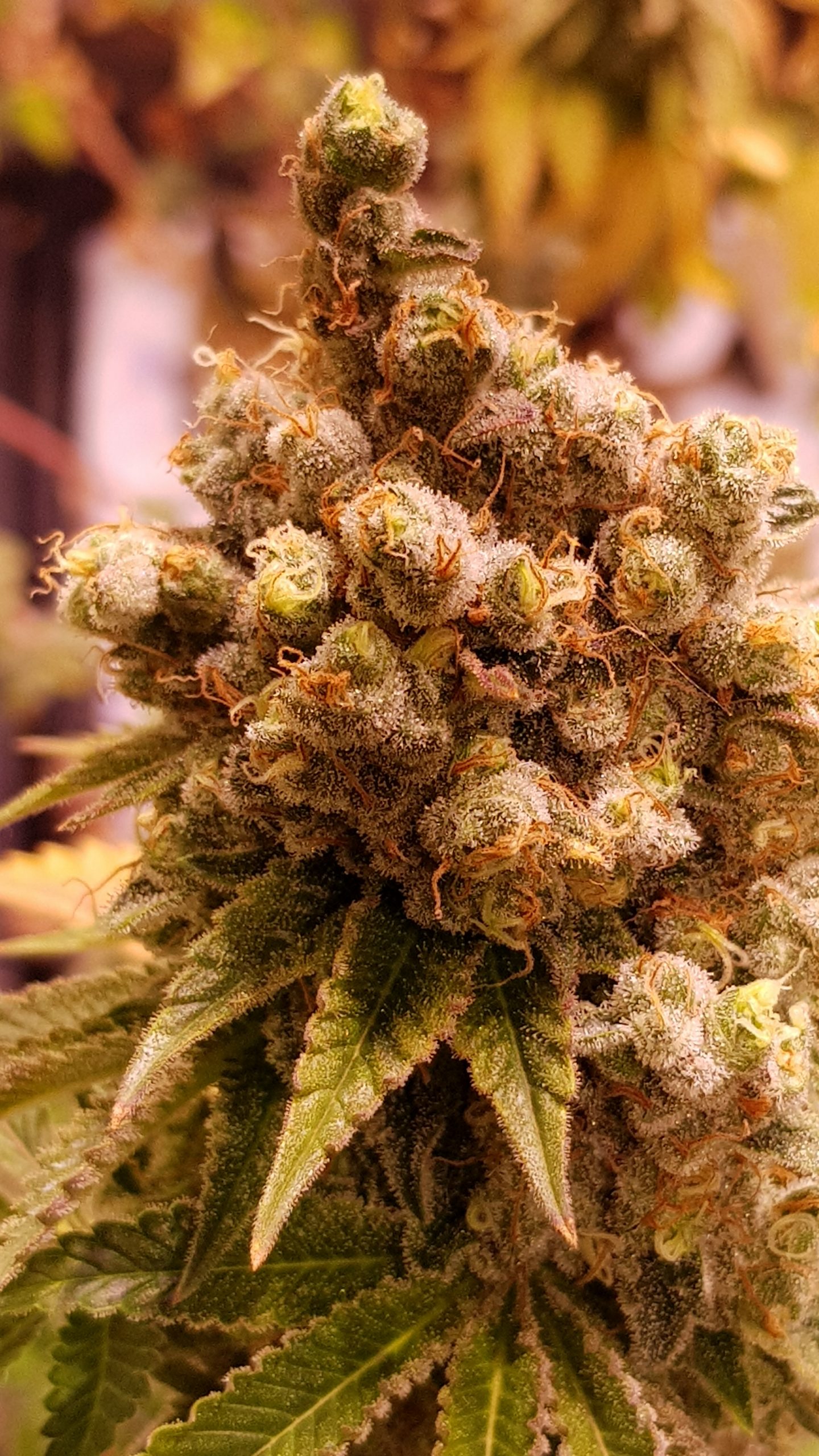 AMG Haze Cannabis Samen 1 AMG Haze Cannabis Samen 1