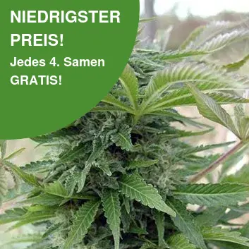Afgaan Cannabis Samen 2 Afgaan Cannabis Samen 2