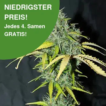 Amnesia autoflower Cannabis Samen
