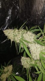 Amnesia Haze