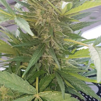 Amnesia haze autoflower Cannabis