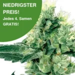 Amnesia White 10er Pack