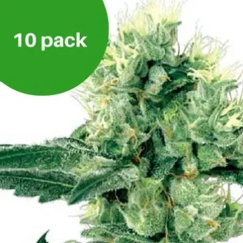 Wietzaden aanbieding 2 Amnesia white 10 pack