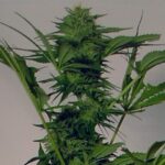 Big Bud Autoflower
