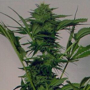 Big Bud Autoflower