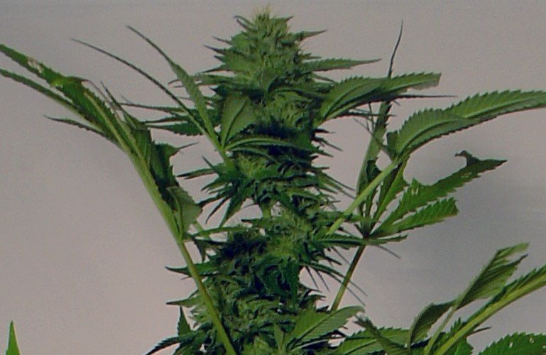 Big Bud Autoflower Big Bud Autoflower