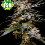 Black Rino Cannabis Samen