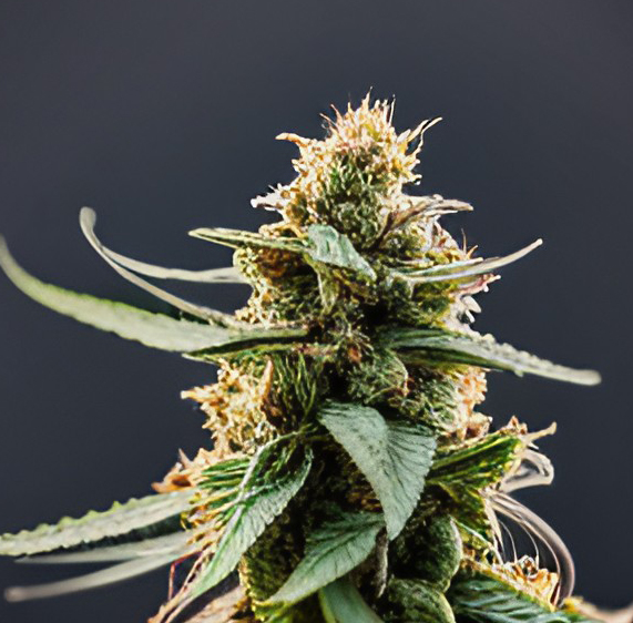 Blue Dream Gold Blue Dream Gold Cannabis Samen