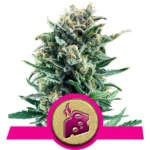 Blue Cheese Cannabis Samen