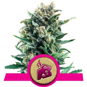 Blue Cheese Cannabis Samen