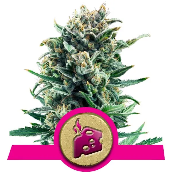 Blue Cheese Cannabis Samen Blue Cheese Cannabis Samen