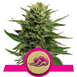 Blue Mastic Cannabis Samen