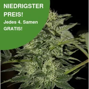 Blue Berry Autoflower Cannabis Samen