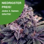 Blue Berry Cannabis Samen