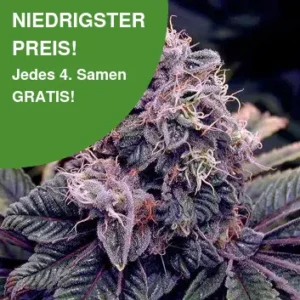 Blue Berry Cannabis Samen