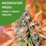 Blue Medicinal CBD Kush Cannabis