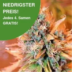 Blue Medicinal CBD Kush Cannabis