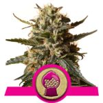 Bubblegum XL Cannabis Samen