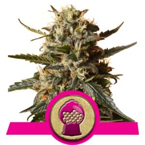 Bubblegum XL Cannabis Samen