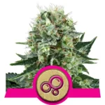 Bubble Kush Cannabis Samen