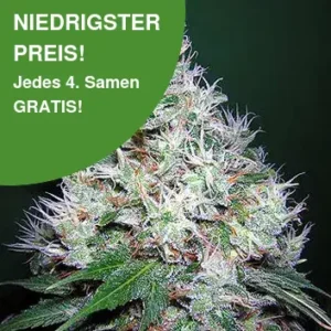 Bubblegum Autoflower Cannabis Samen