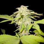 CBD Crystal Cannabis Samen