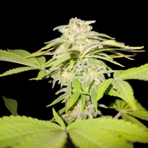 CBD Crystal Cannabis Samen