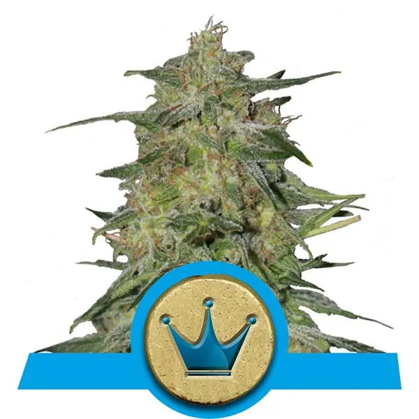 CBD Royal Highness Cannabis Samen CBD Royal Highness Cannabis Samen