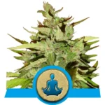 CBD StressKiller Cannabis Samen