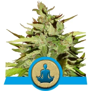 CBD StressKiller Cannabis Samen
