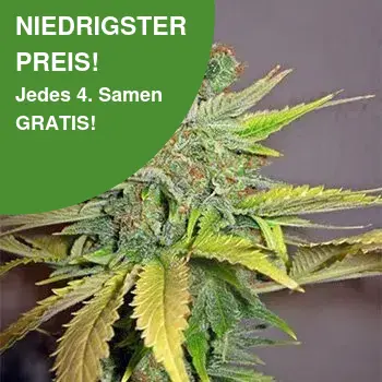 California Orange Cannabis Samen 1 California Orange Cannabis Samen 1