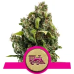 Candy Kush Cannabis Samen