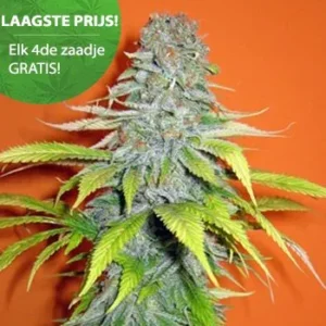 Candy Cream Cannabis Samen 2
