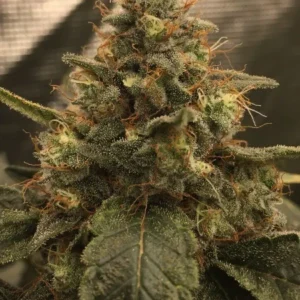 Caramel Gold Autoflower