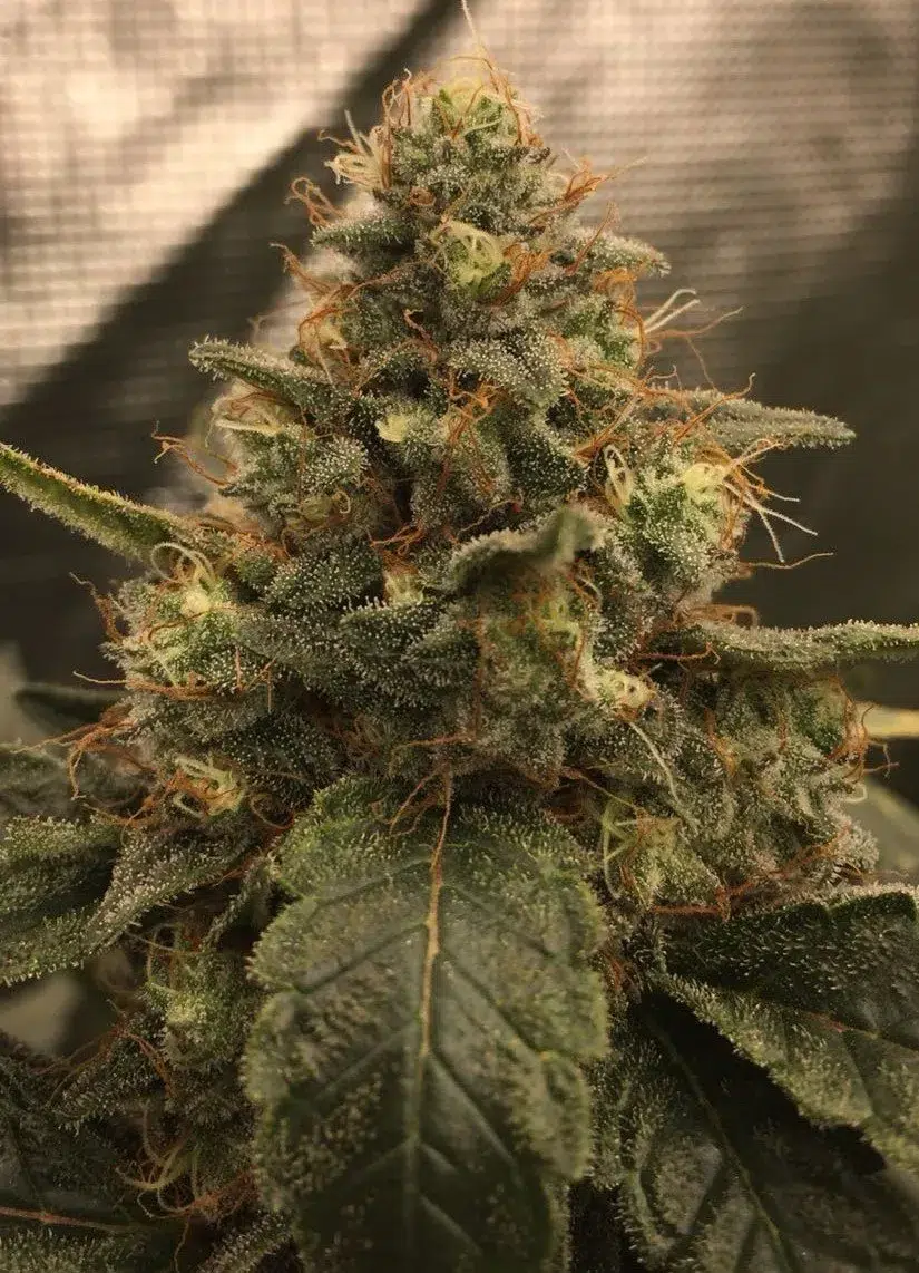 Caramel Gold Autoflower Caramel Gold Autoflower